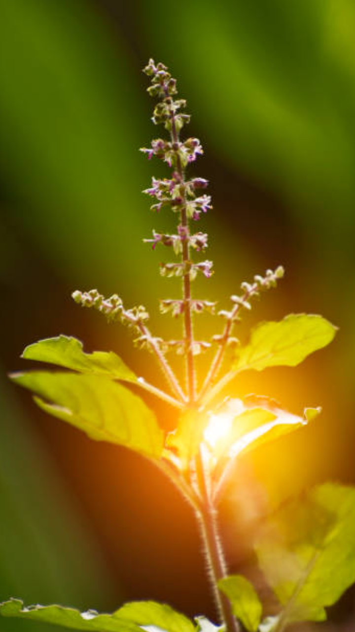 తులసీ దళాలు కోయడంపై హిందూ శాస్త్ర నిబంధనలు ఇవే..